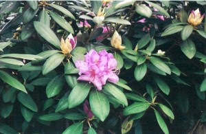 Rhodie flower and buds